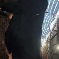 گوساله نر چاق