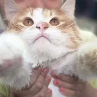 گربه نر میکس پرشین