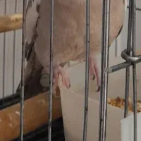 عروس هلندی ماده