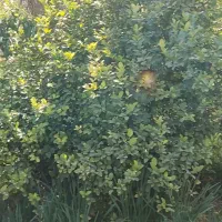 باغچه 425متر خفر|فروش زمین و ملک کلنگی|شیراز, شهرک گلها|دیوار