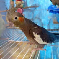 عروس هلندی|پرنده|رستمآباد, |دیوار