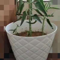 گل اشک