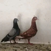 کبوتر