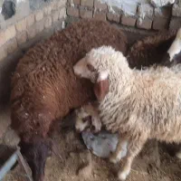 بره|حیوانات مزرعه|بروجرد, |دیوار