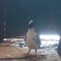 کبوتر|حیوانات|مسجد سلیمان, |دیوار