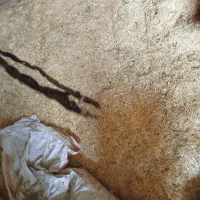 کاه و یونجه