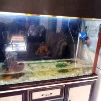 یه عدد آکواریوم بزرگ و زیبا