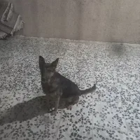 سگ نگهبان|سگ|خمینی‌شهر, |دیوار