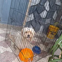 فروش سگ|سگ|کازرون, |دیوار