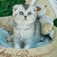 اسکاتیش چشم سبز|گربه|بوشهر, |دیوار