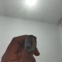 انگشتر شجر