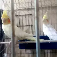 جفت عروس هلندی بالغ
