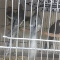 جفت عروس هلندی مولد|پرنده|برخوار, |دیوار