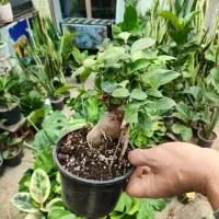 فروش جمعه سیاه با هدیه|گل و گیاه طبیعی|اصفهان, شاه پسند|دیوار