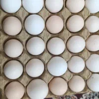 تخم مرغ رسمی تازه