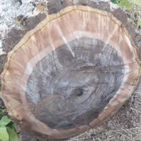 خریدارچوب|خدمات باغبانی و درختکاری|نظرآباد, فخر ایران|دیوار