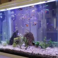 آکواریوم 120 لیتری با ماهی و گیاه طبیعی|ماهی|تهران, پونک|دیوار