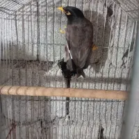 مرغ مینا|پرنده|حویق, |دیوار