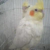 ۳تا عروس ۱۷۰۰