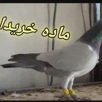 ماده بی خط