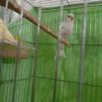 سه تا قناری ماده اماده اماده فروش فوری تا فردا|پرنده|سبزوار, توحیدشهر|دیوار