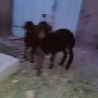 دو عدد بره