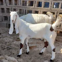 بیگ|حیوانات مزرعه|شوشتر, |دیوار