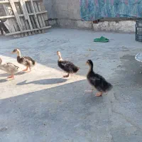 اردک 2ماهه|حیوانات مزرعه|آبپخش, |دیوار