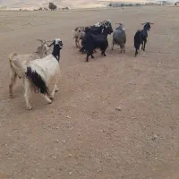 بزز|حیوانات مزرعه|الیگودرز, |دیوار