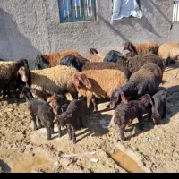 گوسفند بابره ده عدد گوسفند دوازده عدد بره