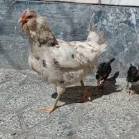 مرغ کرچ گلین با جوجه