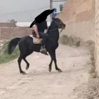 اسب نریان سیاه مشکی واکسی|اسب و تجهیزات اسب‌سواری|تبریز, |دیوار