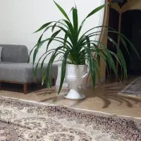 گل پاندانوس