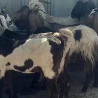 ۱۸ عدد بز  نجدی آبستن