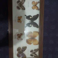 تابلوپروانه