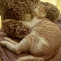 واگذاری بچه گربه یکساله نر با مزه