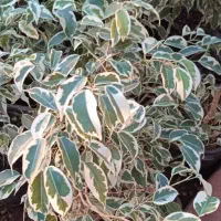 گل رونق منزل روزی خانه|گل و گیاه طبیعی|بروجرد, |دیوار