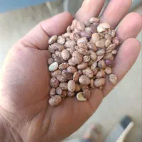 لوبیا چیتی خمین پارساله|خوردنی و آشامیدنی|تهران, آرارات|دیوار