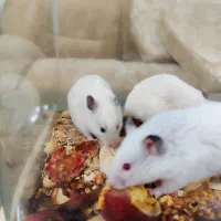 همستر اهلی و خونگی بازیگوش|موش و خرگوش|نیشابور, شهرک قدس|دیوار