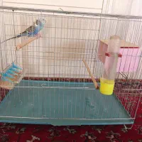 مرغ عشق .|پرنده|تبریز, |دیوار