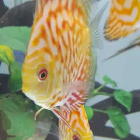 ماهی دیسکس ۲ قطعه|ماهی|تهران, مهرآباد جنوبی|دیوار