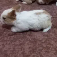 بچه خرگوش میکس خوش رنگ و چشم اشکی|موش و خرگوش|گرگان, |دیوار