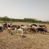 بز و کره