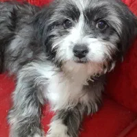 توله سگ شیتزو تریر ماده|سگ|کرمان, |دیوار