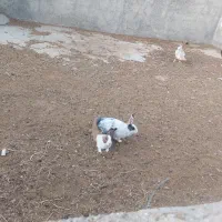 خرگوش فروشی