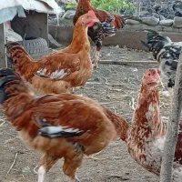 خروس|حیوانات مزرعه|گنبد کاووس, |دیوار