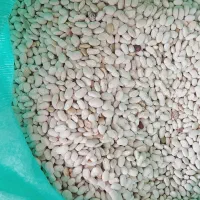 لوبیا سفید درجه ۱