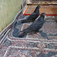 کفتر|ابزارآلات|آبادان, |دیوار