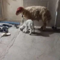 باسلام فروش گوسفند بره بزغاله بخون زنگ بزن