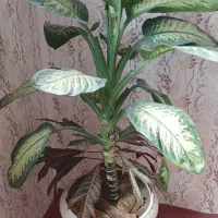 گل های آپارتمانی